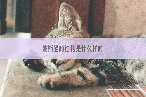 波斯猫的性格是什么样的