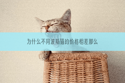 为什么不同波斯猫的价格相差那么大