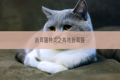 折耳猫种类之高地折耳猫