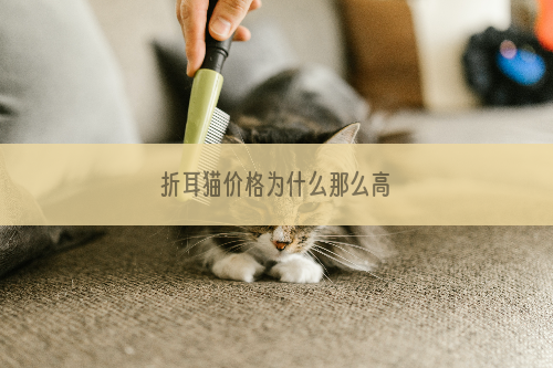 折耳猫价格为什么那么高