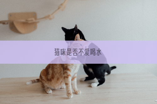 猫咪是否不爱喝水