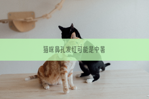 猫咪鼻孔发红可能是中暑