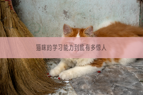 猫咪的学习能力到底有多惊人