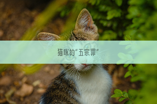 猫咪的“五宗罪”