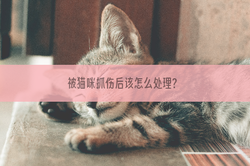 被猫咪抓伤后该怎么处理？