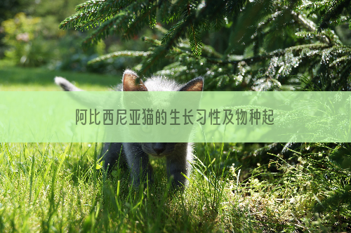 阿比西尼亚猫的生长习性及物种起源
