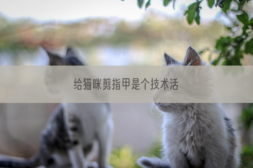 给猫咪剪指甲是个技术活