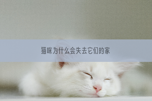 猫咪为什么会失去它们的家