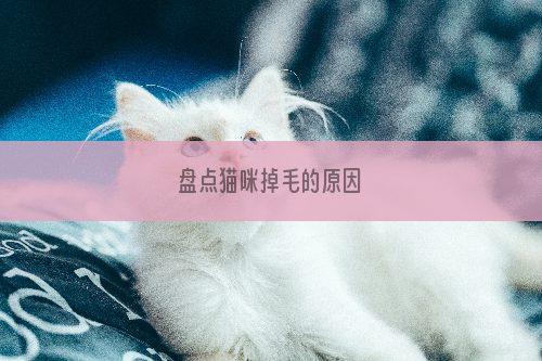 盘点猫咪掉毛的原因