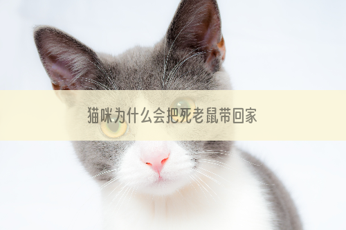 猫咪为什么会把死老鼠带回家