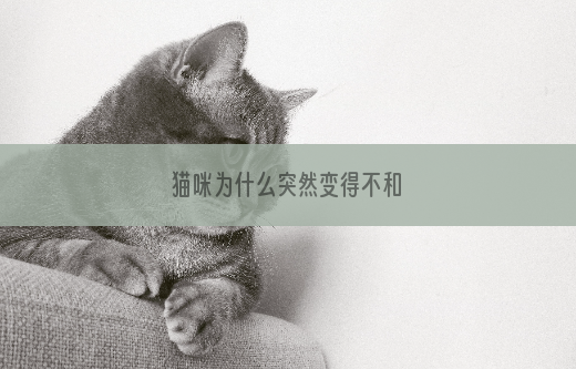 猫咪为什么突然变得不和