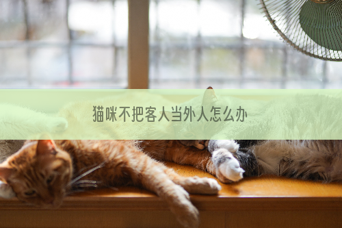 猫咪不把客人当外人怎么办