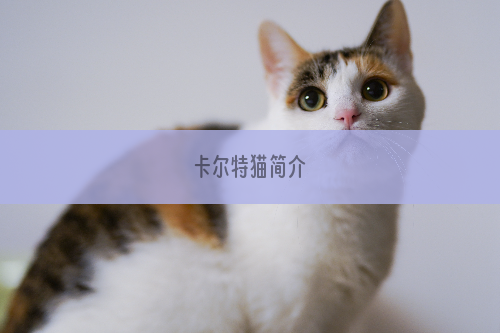 卡尔特猫简介