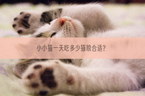 小小猫一天吃多少猫粮合适？