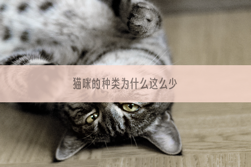 猫咪的种类为什么这么少