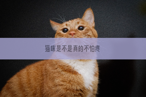 猫咪是不是真的不怕疼
