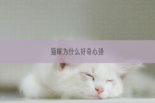 猫咪为什么好奇心强