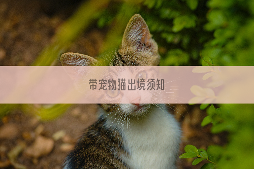 带宠物猫出境须知