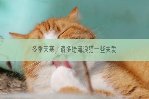 冬季天寒，请多给流浪猫一些关爱