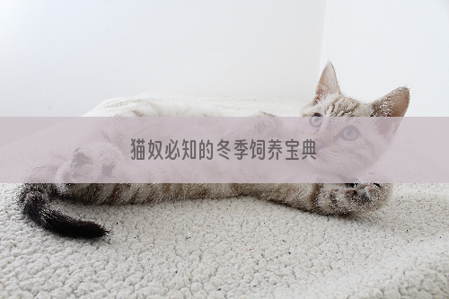 猫奴必知的冬季饲养宝典