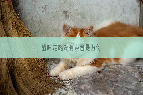 猫咪走路没有声音是为何