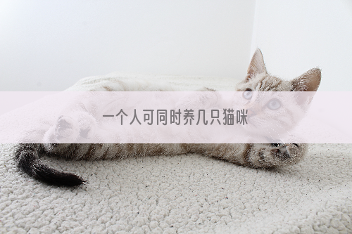 一个人可同时养几只猫咪