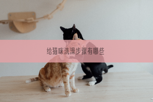 给猫咪洗澡步骤有哪些 