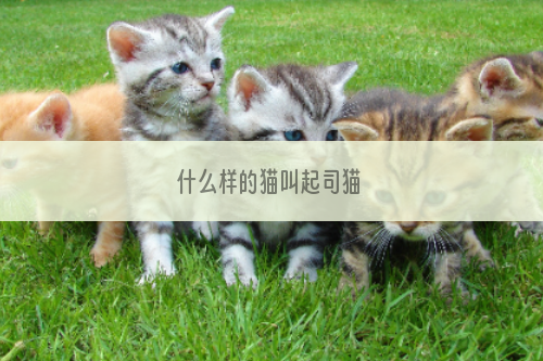 什么样的猫叫起司猫