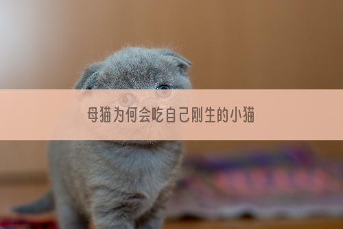 母猫为何会吃自己刚生的小猫