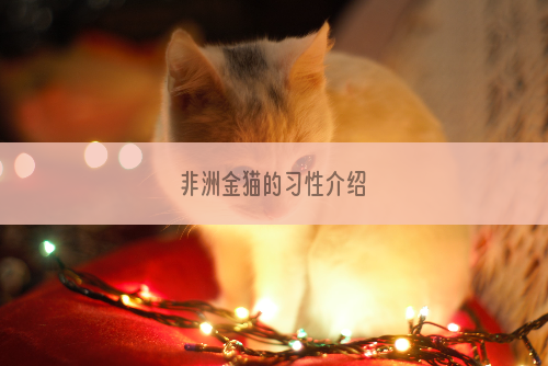 非洲金猫的习性介绍