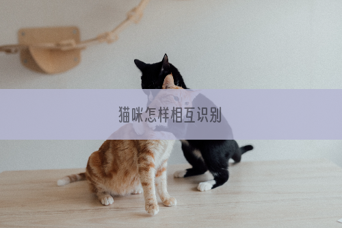 猫咪怎样相互识别