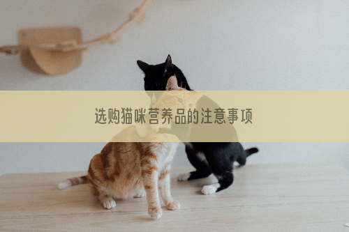 选购猫咪营养品的注意事项