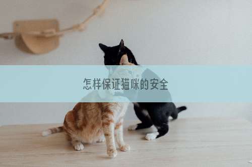 怎样保证猫咪的安全