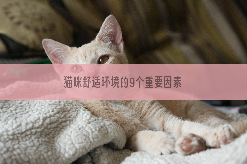 猫咪舒适环境的9个重要因素