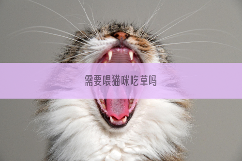 需要喂猫咪吃草吗