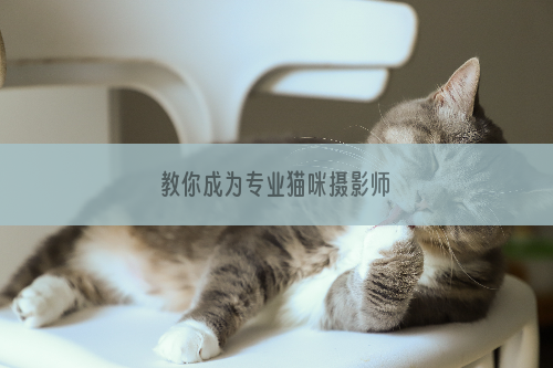 教你成为专业猫咪摄影师