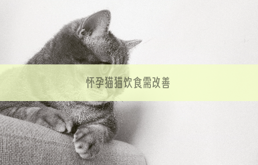 怀孕猫猫饮食需改善