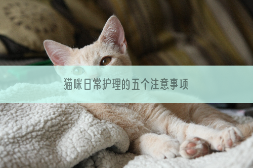猫咪日常护理的五个注意事项