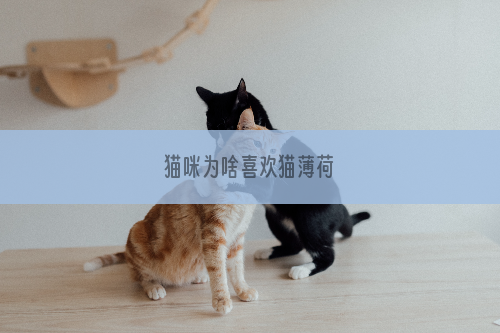 猫咪为啥喜欢猫薄荷