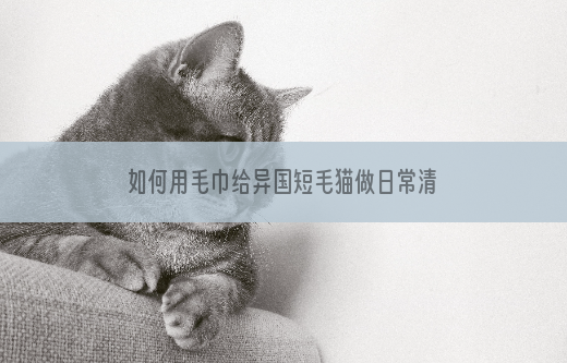 如何用毛巾给异国短毛猫做日常清洁