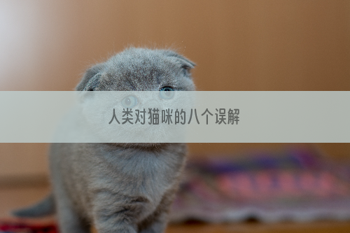 人类对猫咪的八个误解