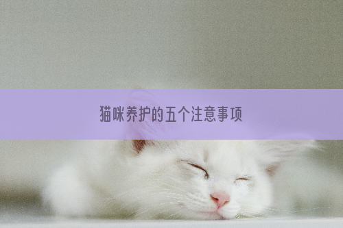 猫咪养护的五个注意事项