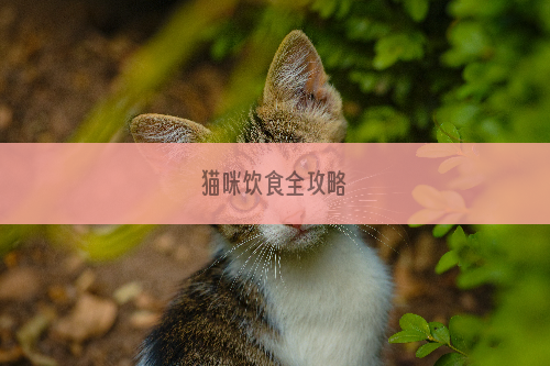 猫咪饮食全攻略