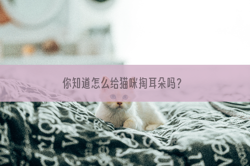 你知道怎么给猫咪掏耳朵吗？