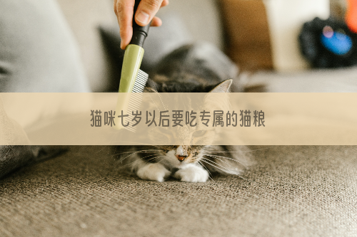 猫咪七岁以后要吃专属的猫粮