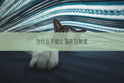 为什么不能让猫咪钻被窝