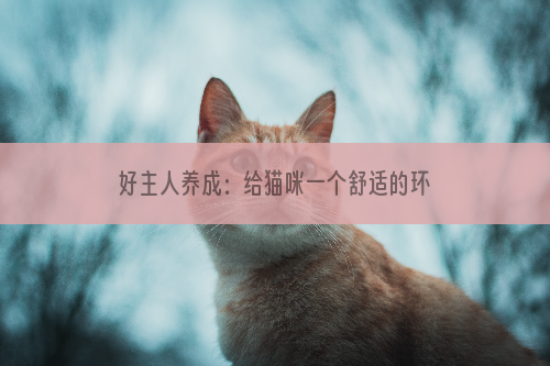 好主人养成：给猫咪一个舒适的环境