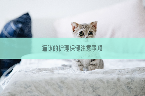 猫咪的护理保健注意事项