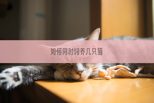 如何同时饲养几只猫