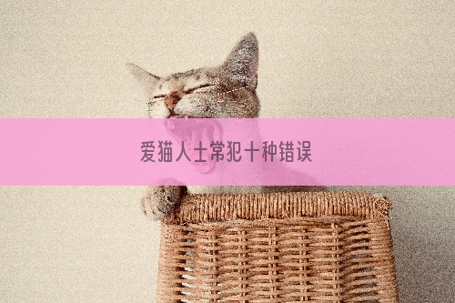 爱猫人士常犯十种错误